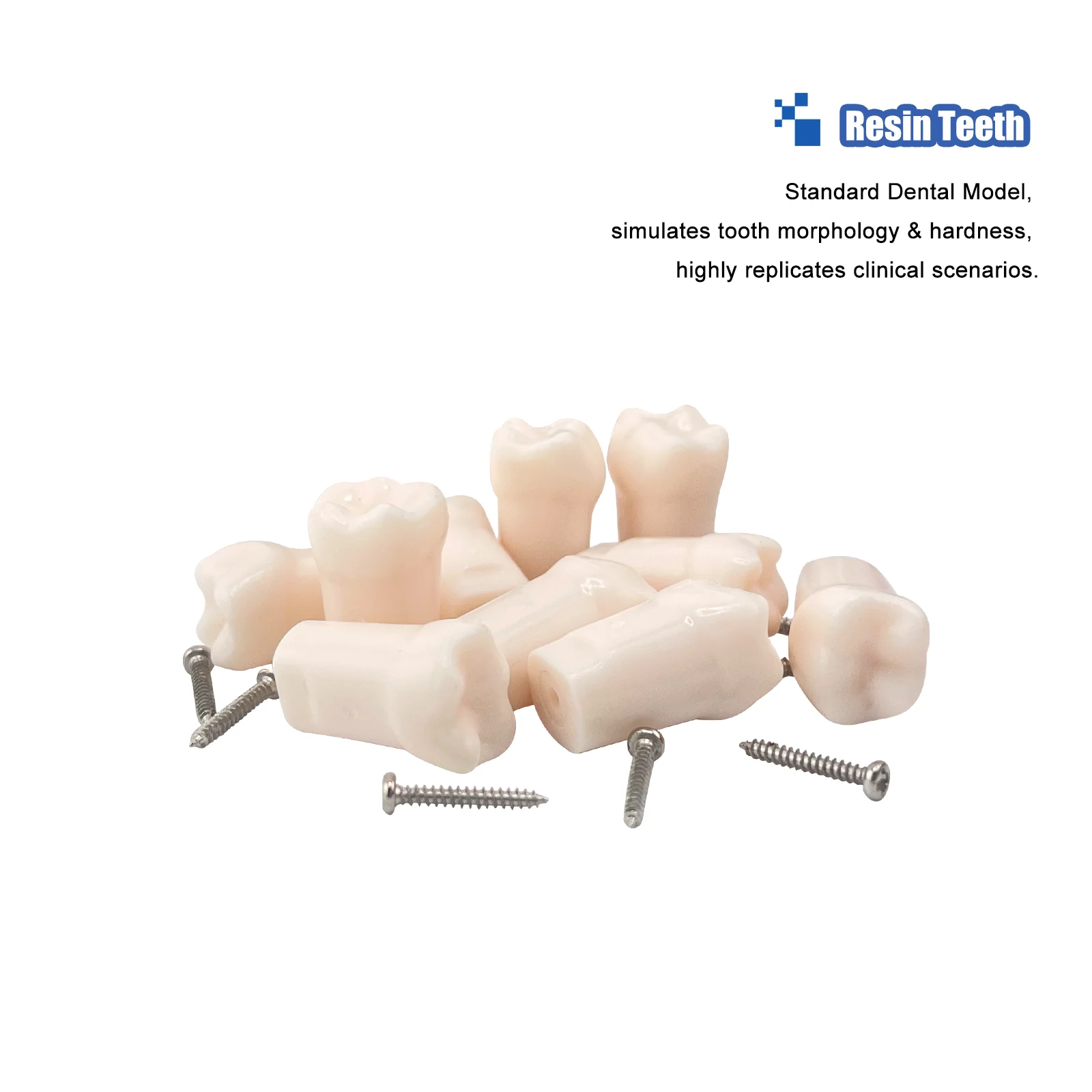10pcs Synthetic Resin Teeth Dental False Teeth Resin Denture Teeth for Dental Laboratory Denture Processing