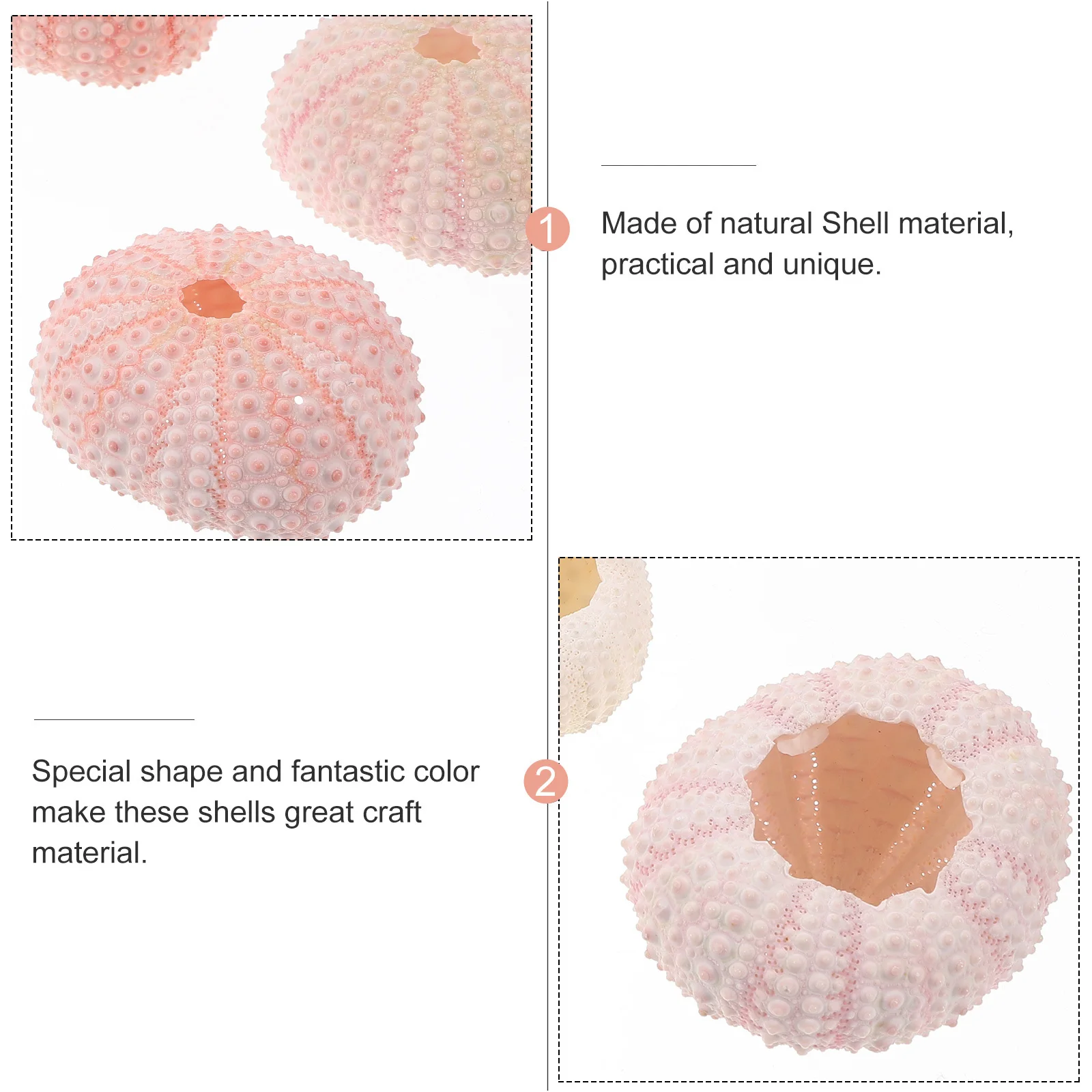 

5Pcs Handpicked Sea Urchin Shells 4Cm Up Eco Friendly Planting Pot for Tillandsia Succulents Natural Craft Material Decorative