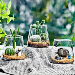 Micro Landscape Ecological Glass Bottle Green Plant Succulent Vase Fleshy Cactus Miniature Bonsai Glass Terrarium Desktop Decor