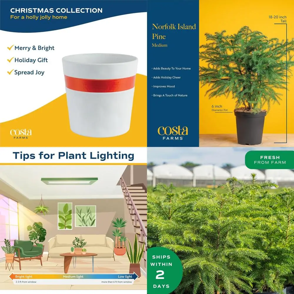 

Norfolk Island Pine Live Christmas Tree, Holiday Decor Pot Plant, Ornament Included, 16-22 Inches Tall Indoor Decor