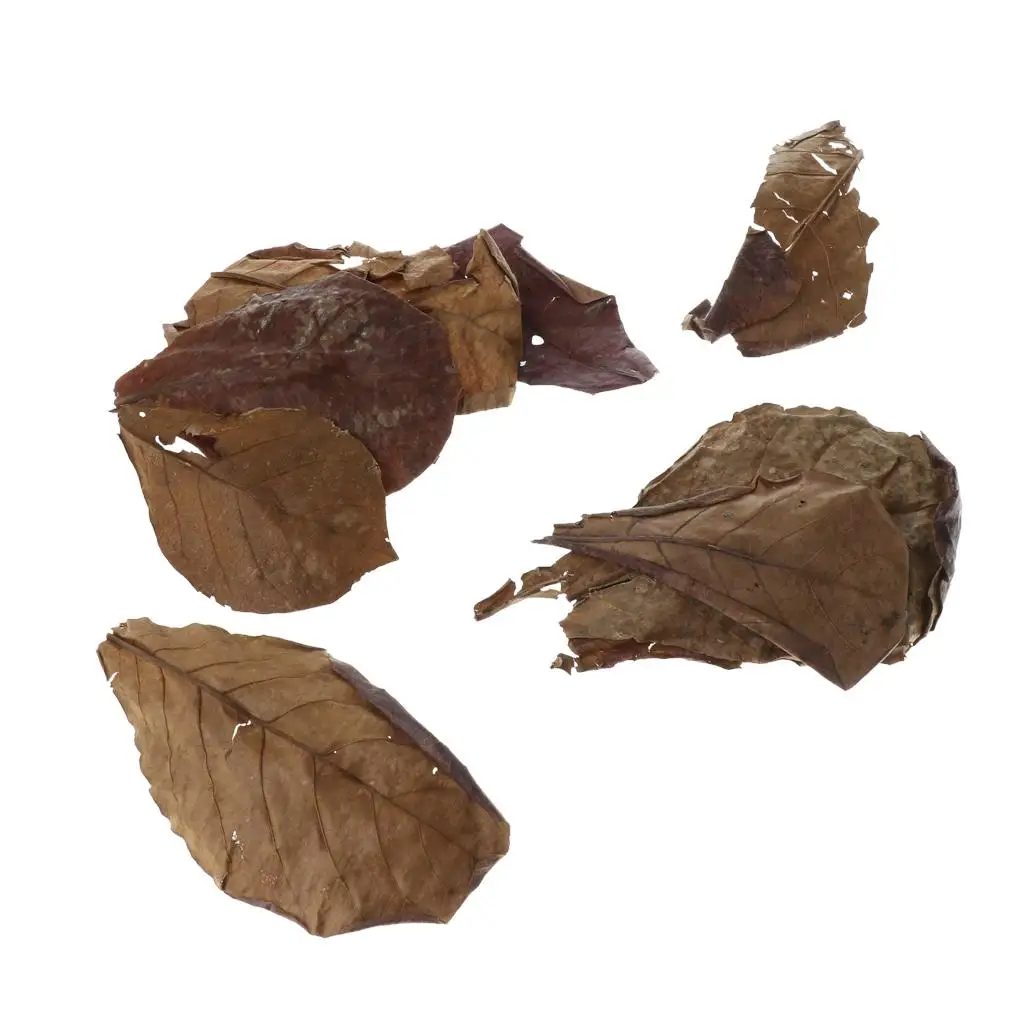 Hojas de almendras indias beneficiosos para el potenciador del acuario de peces Guppy de camarones Betta admite cría y mejora del color