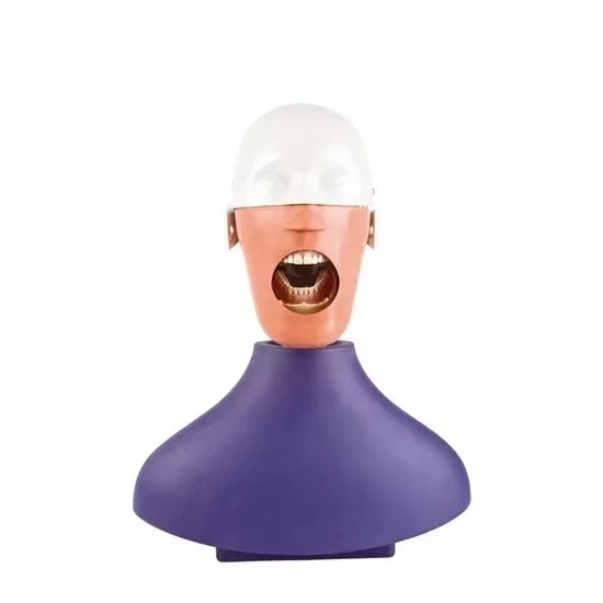 Academic Dentist Use Anatomy Phantom Head Model Dental Equipment for Education