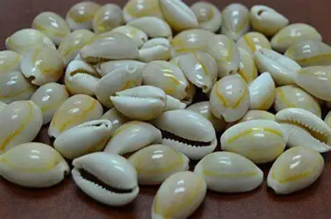 ZŁOTY RÓŻKA COWRIE