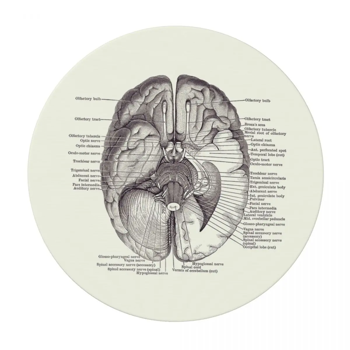 Brain Nervous System Diagram Vintage Anatomy Waterproof Round Tablecloth Oilproof Table Cloth Kitchen Events Dining Table Cover
