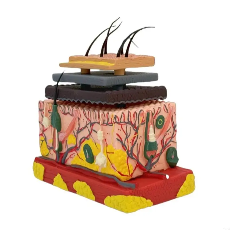 

4D Human Skin Model Human Skin Anatomical Model Human Anatomical Skin Magnified Tissue Structure Model Teaching Tool