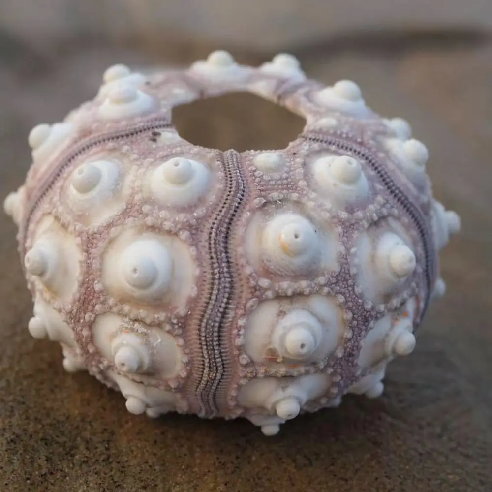 Sea Urchin Craft For For Zhuolangge Marine Life Ornament Aesthetic Air Plant Base Desk Display Aquarium Accessory