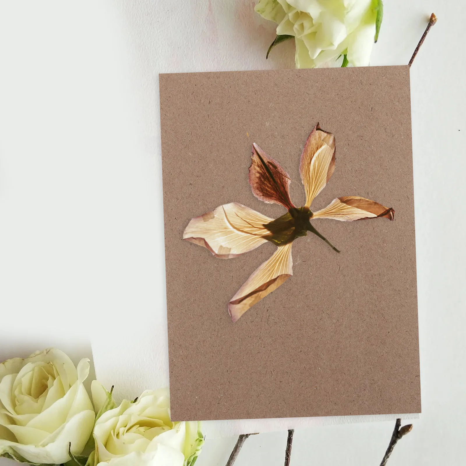 6 Sheets Flower Press Boards Strong Water Absorbing Specimen Press Paper for Dried Flowers Scrapbooking Greeting Cards Nature