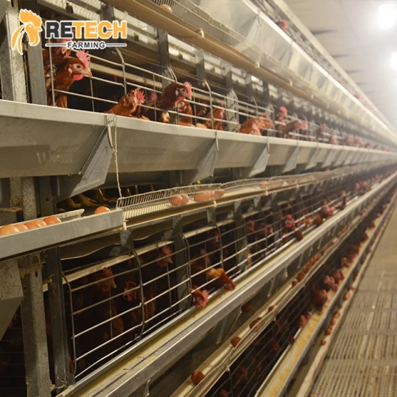 Jaula automática de capas para granja avícola, pollos