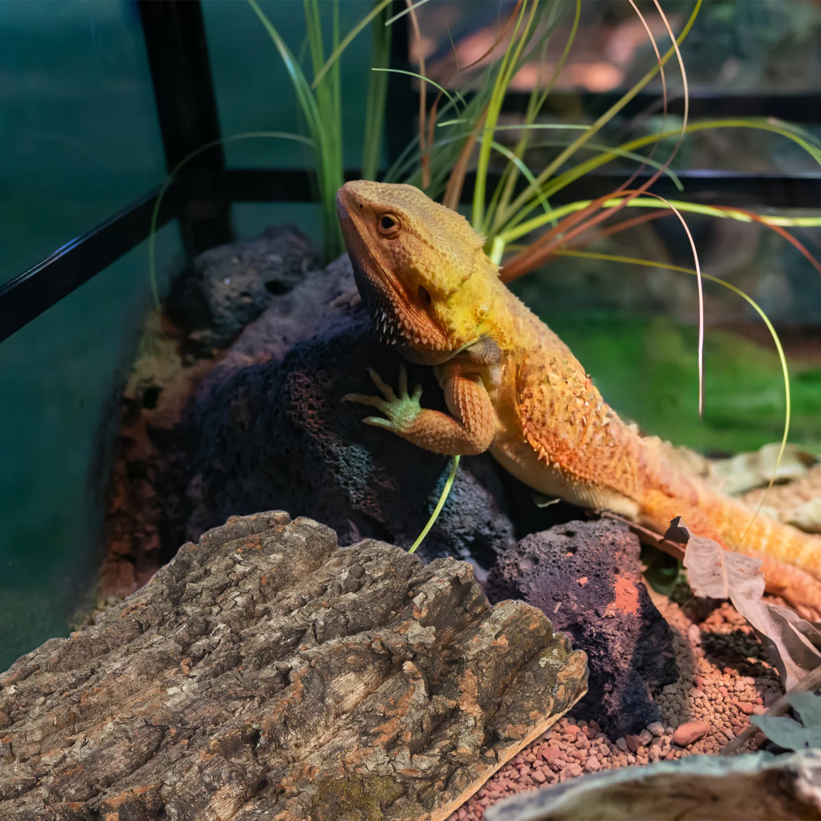 2pcs Reptile Bark Platform Natural Turtle Bask Tree For Lizards Hamster Reptile Cave Terrarium Decor Cork Hide view 5