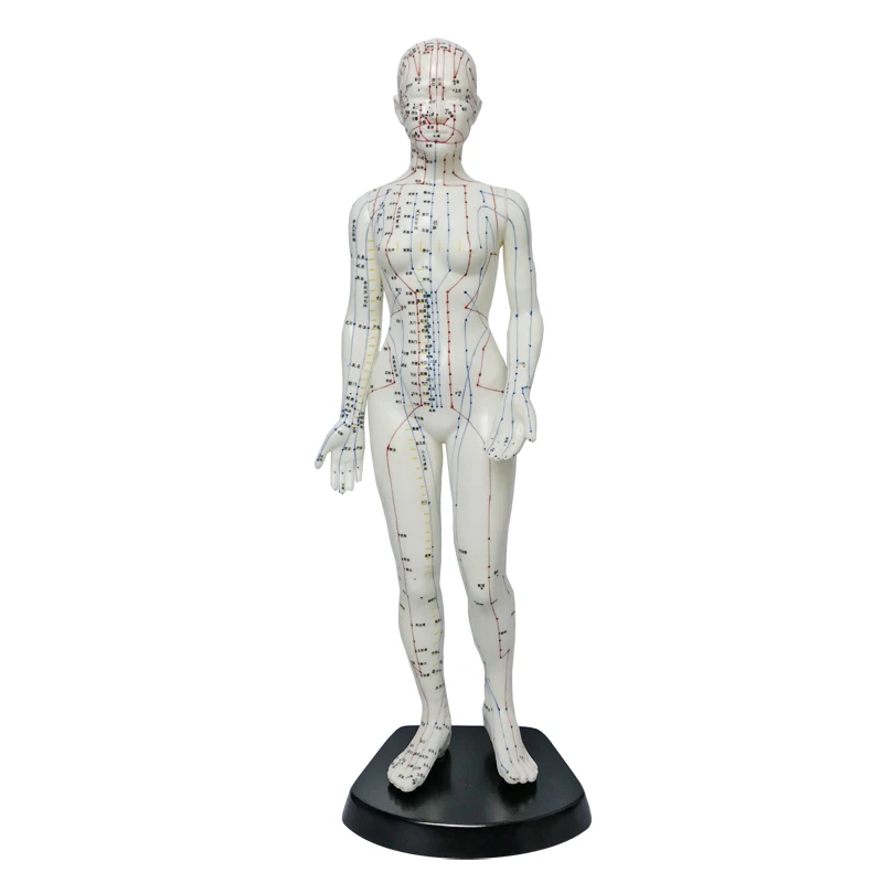 

48Cm high female human body acupuncture points TCM meridian general teaching mold