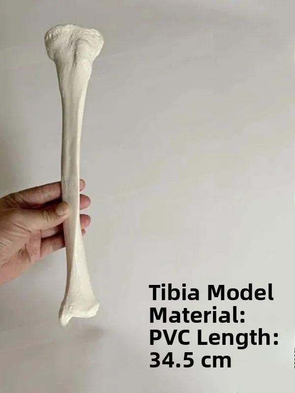 : Simulation Plastic Femur Model Human Bone Model Humerus Radius Tibia Static Model Medical Education Toy for All Genders
