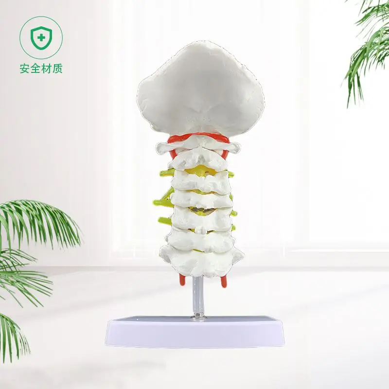 Cervical Spine With Carotid Artery, Posterior Occipital Bone, Intervertebral Disc And Neural Model Human Skeleton Anatomical Mod