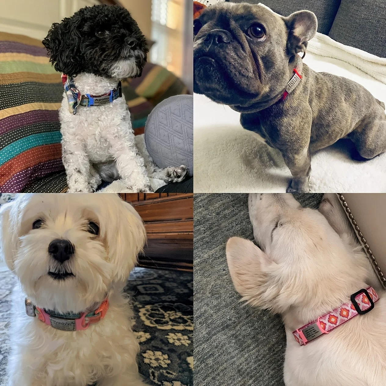 Personalised Dog Tag Silent Slide On Id Tag For Pet Collars_voghion.com
