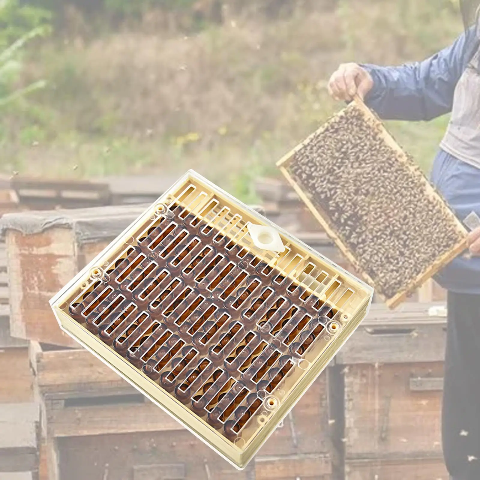 Queen Rearing Box Beehive Bee Box,Tools Professional Apiculture Safe,Beekeepings