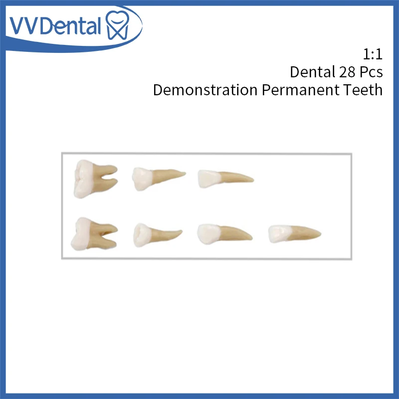 

28Pcs Dental 1: 1 Permanent Teeth Demonstration Teach Study Model Dentist Implant Teaching Model Dentist Practice Tools