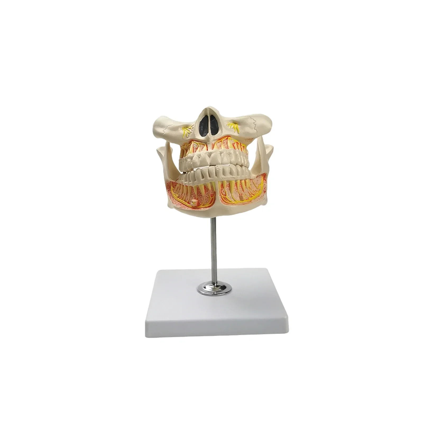 

Анатомическая модель постоянных зубов человека из ПВХ, 2 части, для обучения и медицинских целей