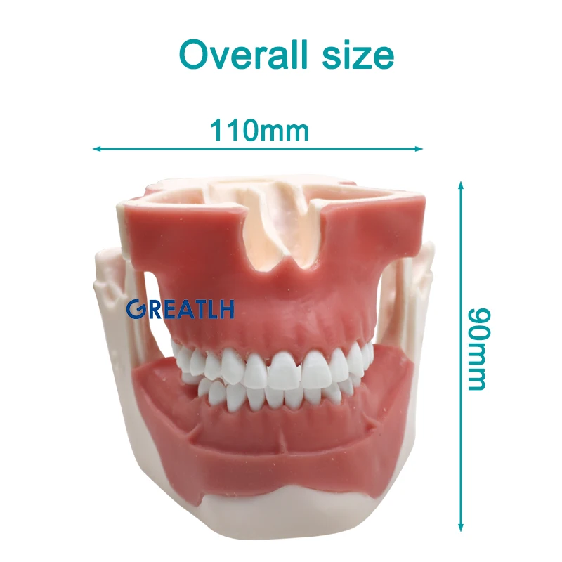 Dental Demonstration Orthodontic Implant Model Detachable Student Learning Practice Model Dental Materials