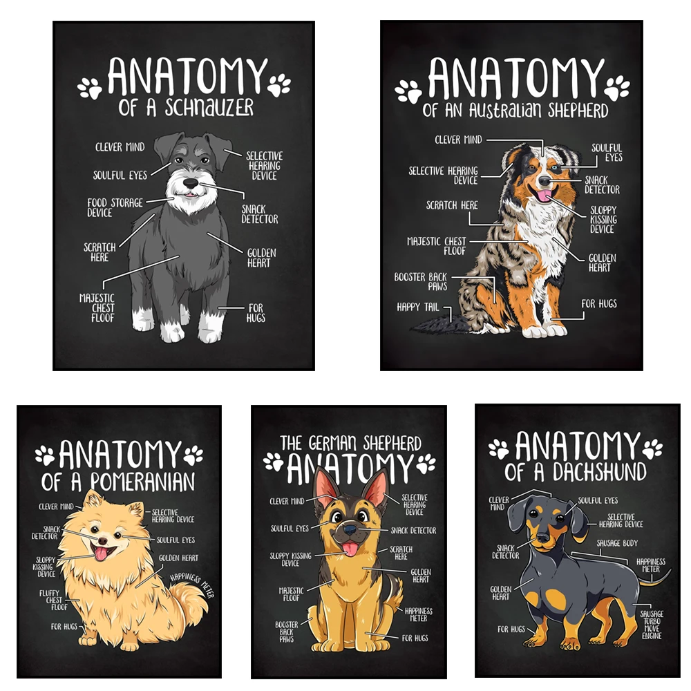 Pug, Doberman, Australian Shepherd, Golden Retriever, German Shepherd, Border Collie, Pug, Shiba, Dachshund Animal Anatomy Poste