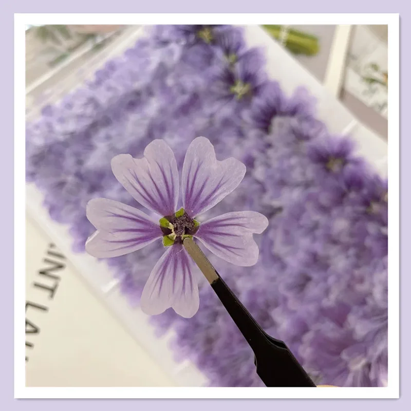 

Natural Plant Handmade Mallow Real Dried Flower Pressed Plant Specimen DIY Photo Frame Bookmark/Nail Art Beauty Aromatherapy Candle Material Kit