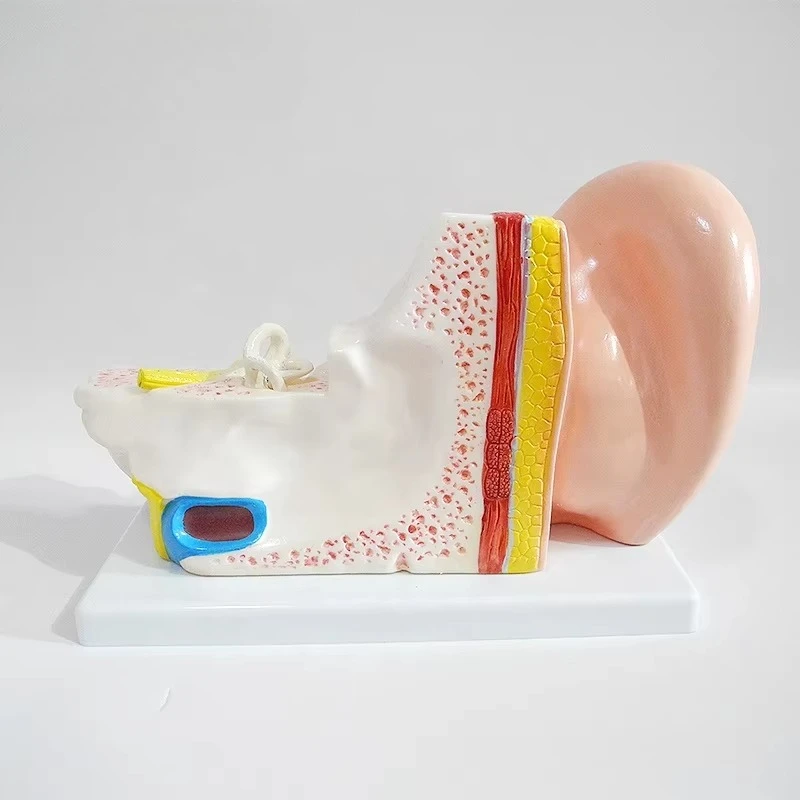 Organ Auditory System Middle Ear Model Anatomy Enlarged Human Ear Anatomy Model