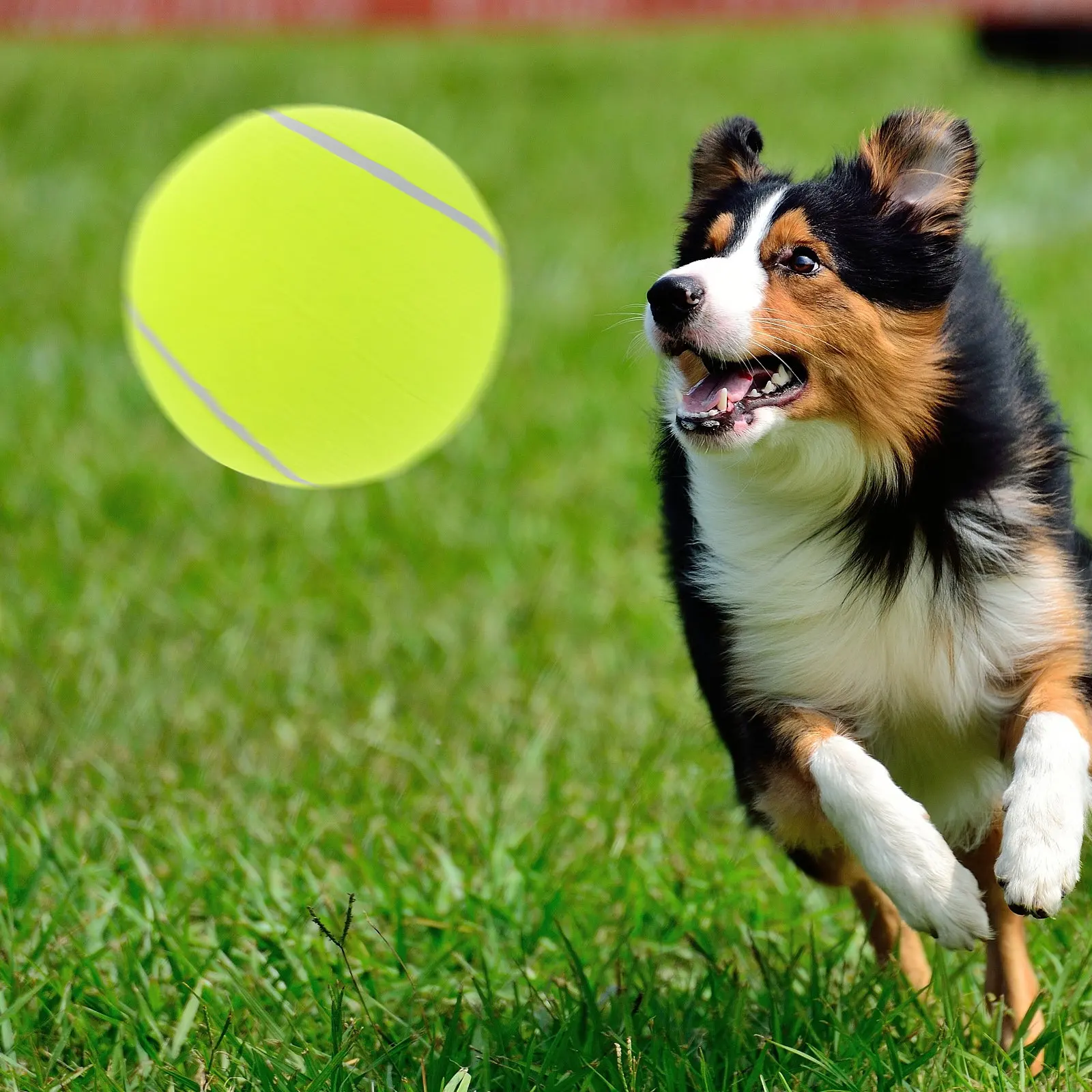 

Надувной теннисный мяч 24 см для крупных собак - очень большой мяч для игр, тренировок, интерактивных занятий на улице