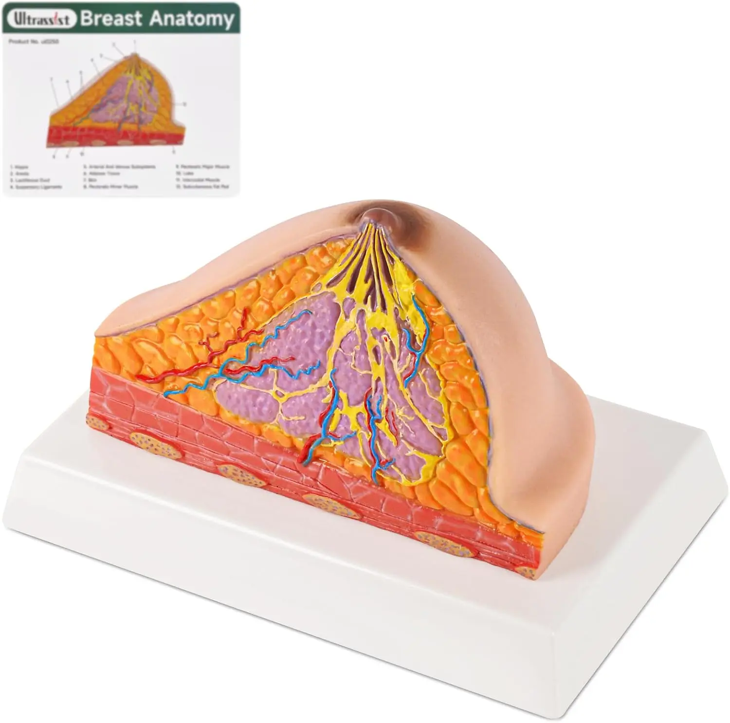 

Normal Female Breast Anatomy Model with Healthy Tissue