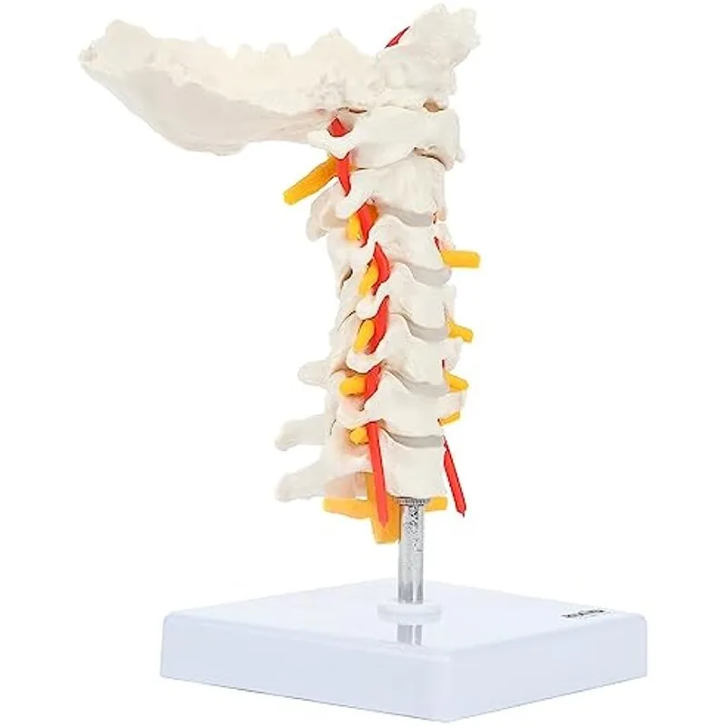 Human Cervical Vertebra Anatomical Model with Spinal Nerves and Arteries Detailed Bony Landmarks Includes Occipital Bone