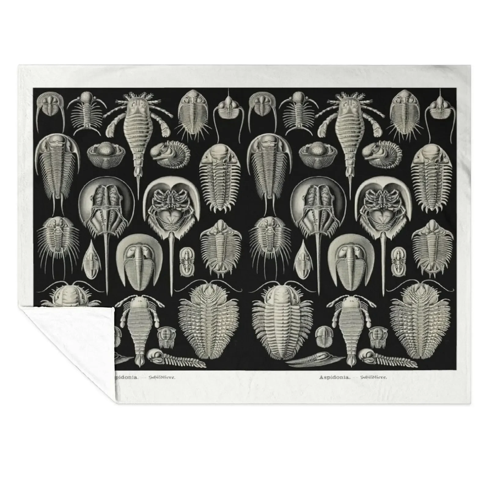 

Plate 47. Trilobites and Sea Scorpions Throw Blanket manga Cute sofa bed Soft Blankets