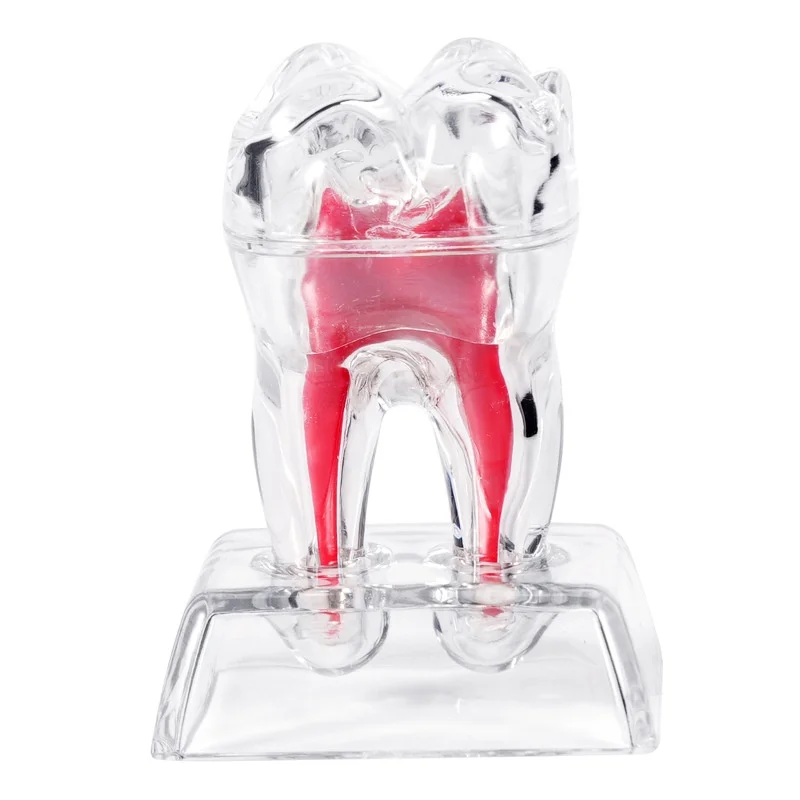 

Transparent Detachable Dental Anatomical Teeth Model Tooth Root Structure Oral Treatment Educational Dental Model