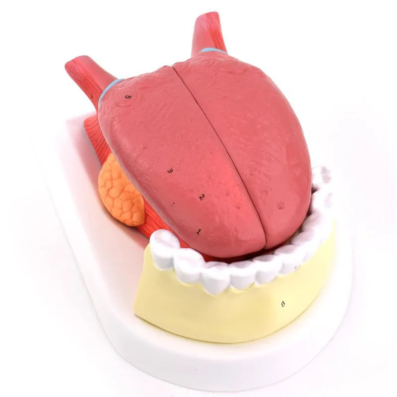 simulacion-de-modelo-de-lengua-y-diente-humano-4-piezas-desmontables-mandibula-de-lengua-ensenanza-de-anatomia-de-la-lengua