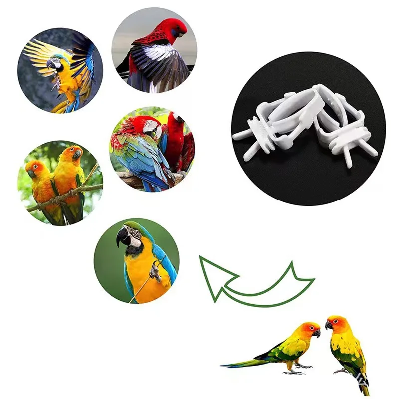 6/12pcs Birds Food Holder Pet Parrot Feeding Fruit Vegtable Clip Cuttlefish Bone Feeder Device Pin Clamp Bird Cage Accessories