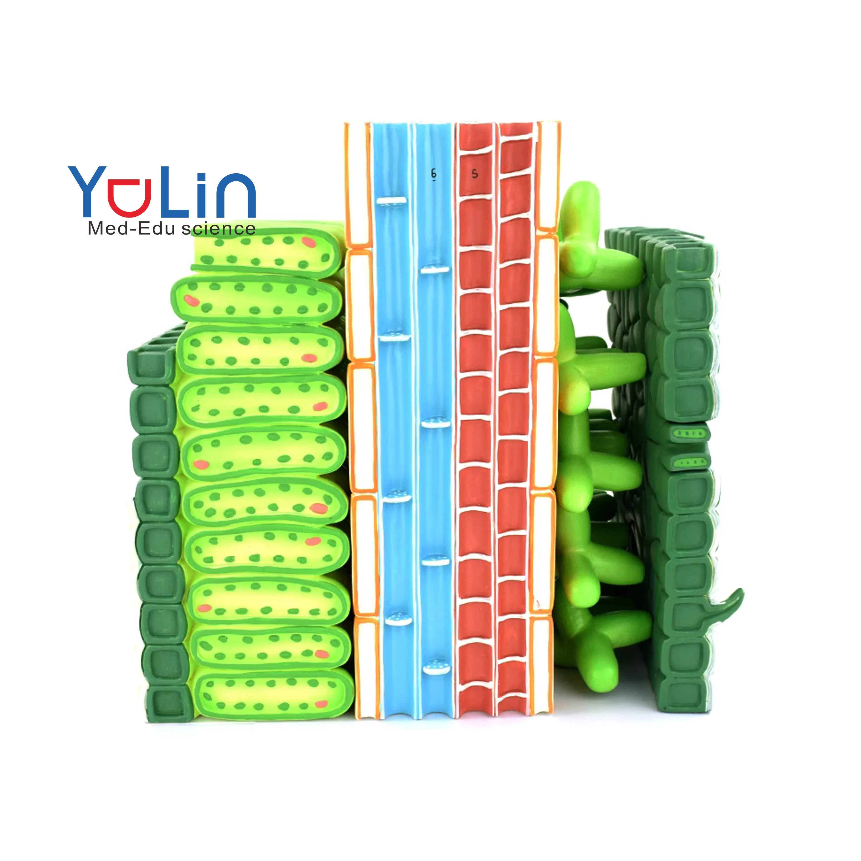 Biological model miniature plants cell Enlarged plant model of dicotyledon structure teaching model