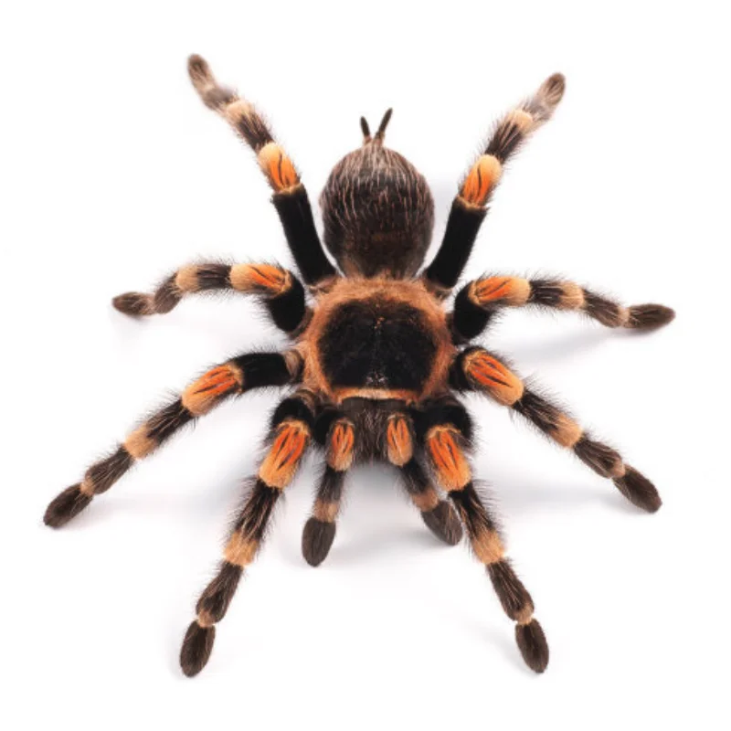 

4Pcs 85mm Tires Wheel Tyre for Wltoys 144001 124019 104001 RC Car Upgrade Parts 1/10 1/12 1/14 Scale Off Road Buggy