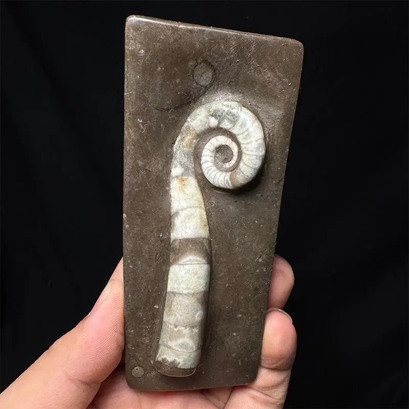 natural-triassic-period-trilobite-decorative-geological-teaching-display-piece-scientific-educational-gift