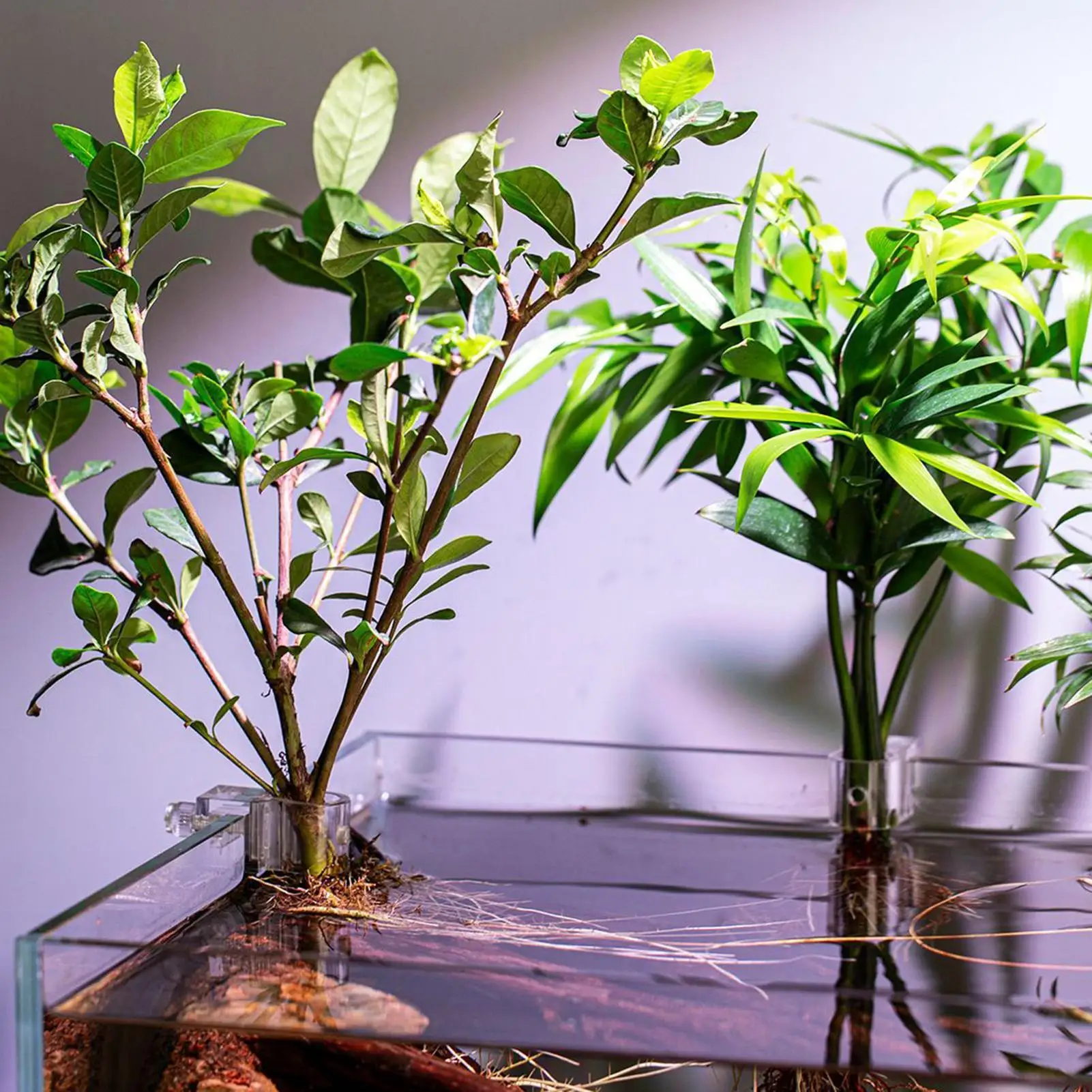 Soporte para plantas de acuario, 6 piezas, soporte transparente para plantar, soporte colgante para plantas acuáticas para pecera, cultivo en casa