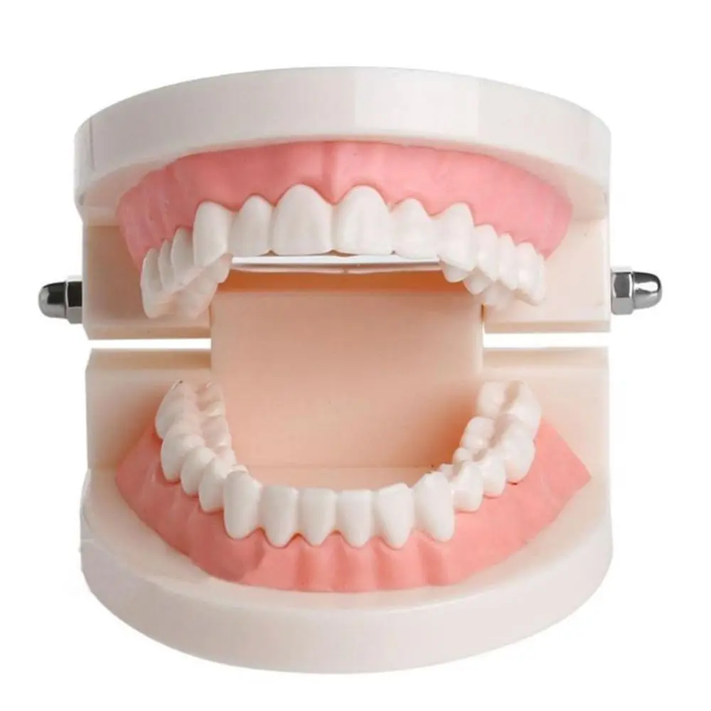 modelo-de-dentes-padrao-para-demonstracao-odontologica-com-gengivas-rosa-carne-para-ensino-e-educacao-odontologica
