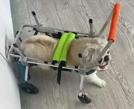 Alat Bantu Jalan Hewan Peliharaan untuk Kaki Depan dan Belakang, Penyangga untuk Anjing Cacat, Kereta Dorong Kaki Belakang untuk Anjing, Kursi Roda Anjing 4 Roda