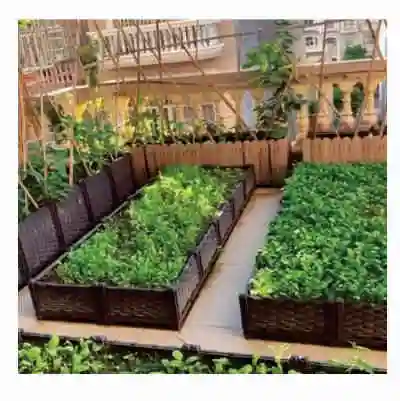 Household Planting Vegetables On The Rooftop Balcony Family Balcony Vegetable Garden And Vegetable Planting Box