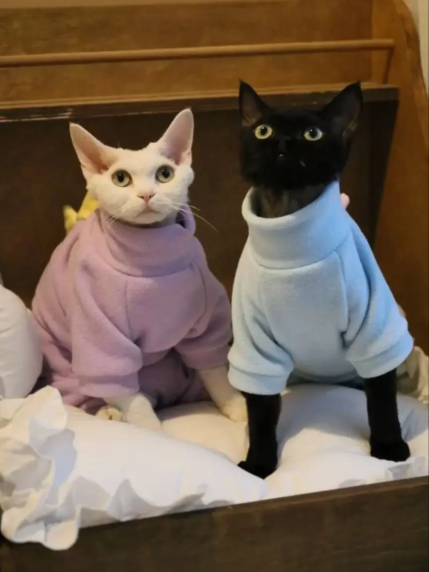 Stomach protection four-legged clothes small dinosaur hairless cat clothes granular velvet sphinx cat Devon clothes