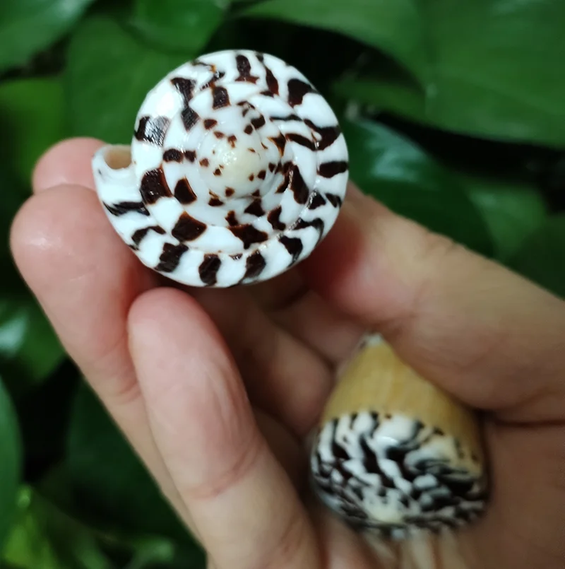 2 PC Natural Captain Cone Shell Conus Capitaneus Conch Brown Sea Shell Fish Tank Landscape Specimen DIY Collection Vase Filler