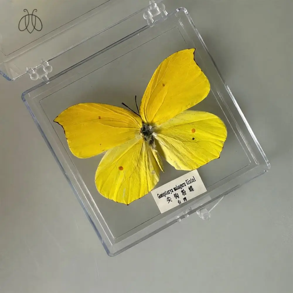 Handmade Butterfly Frame DIY Kit Natural Specimen Display Science Decoration Ornament Thoughtful Gift For Friends