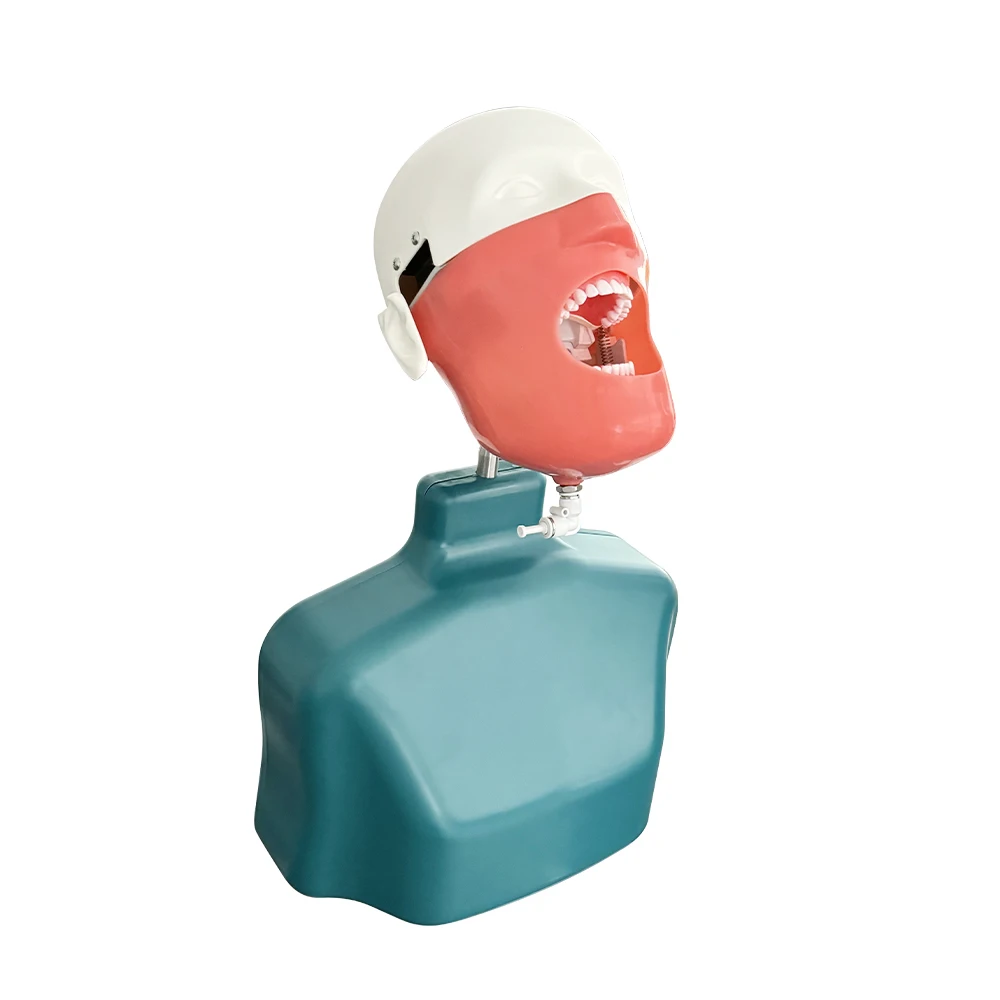 

Модель головы для моделирования стоматологической головы с плечевым зажимом, стол для обучения стоматологической лаборатории, демонстрационное обучение