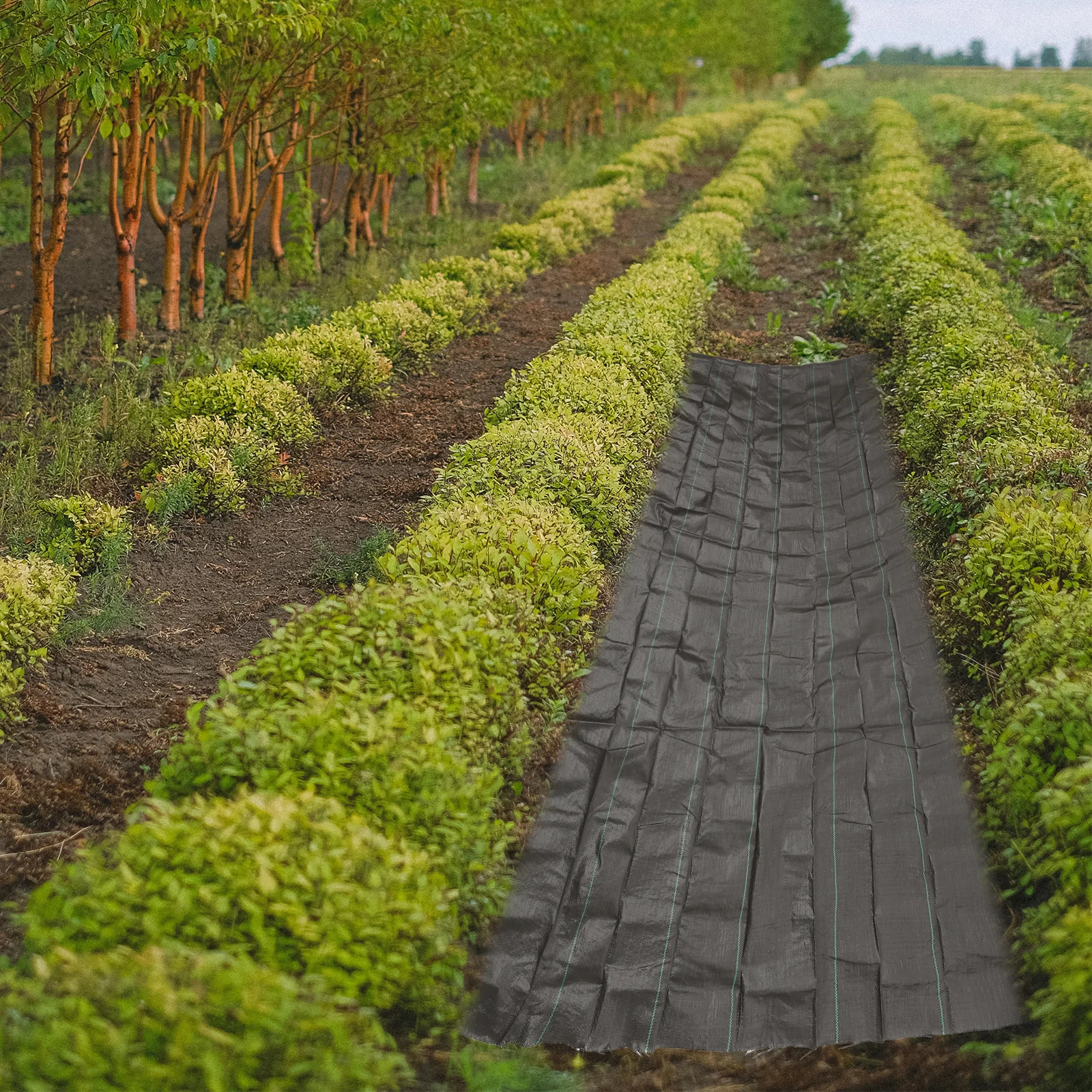 نسيج التحكم في حاجز الأعشاب في الحديقة، غطاء أرضي بلاستيكي متين، قماش المناظر الطبيعية، قماش إزالة الأعشاب الضارة في الهواء الطلق لمسار مزرعة البستان