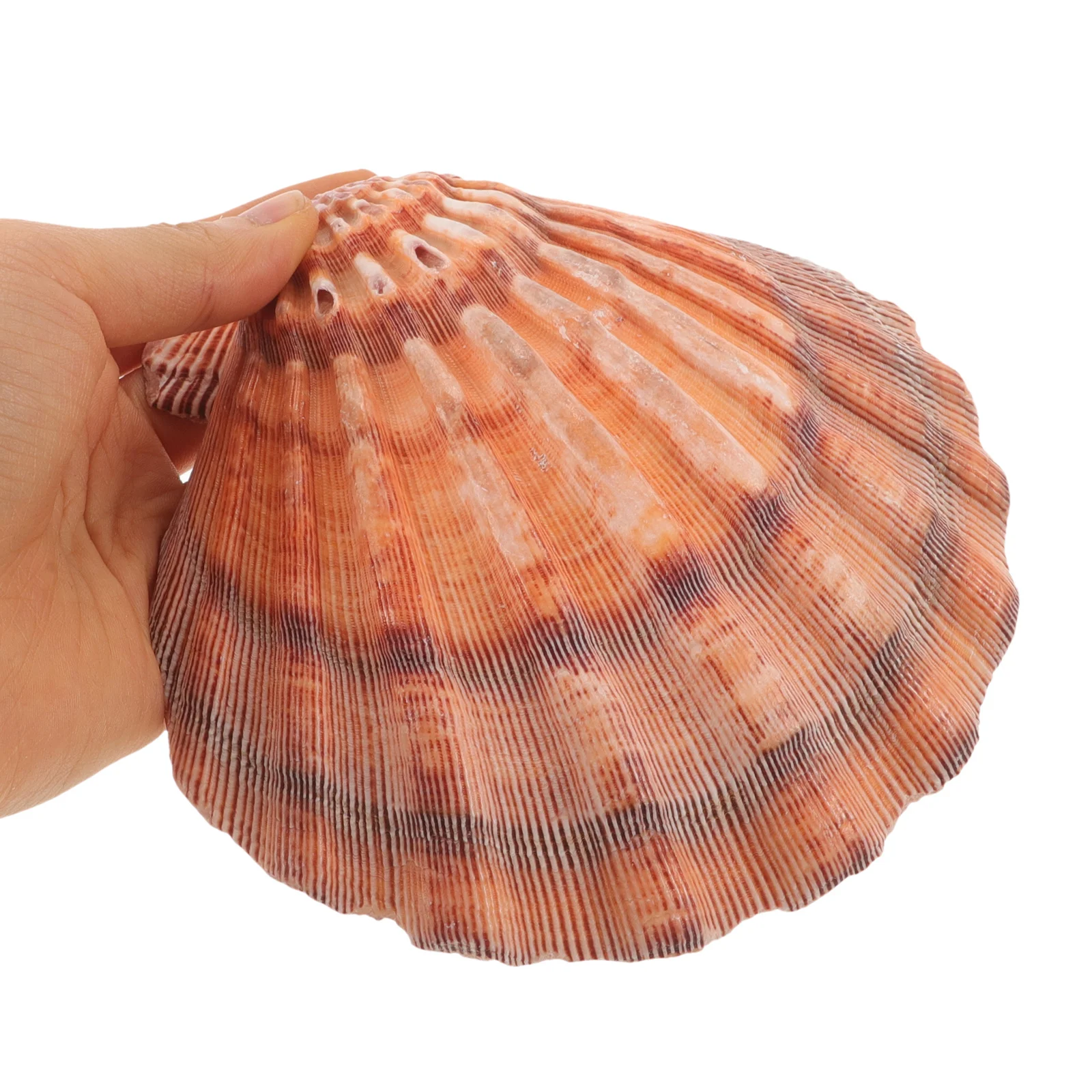 

Large Natural Seashell Jewelry Tray Fan Scallop Design for Desktop Organization Trinket Dish Ring Holder Earring Plate Storage