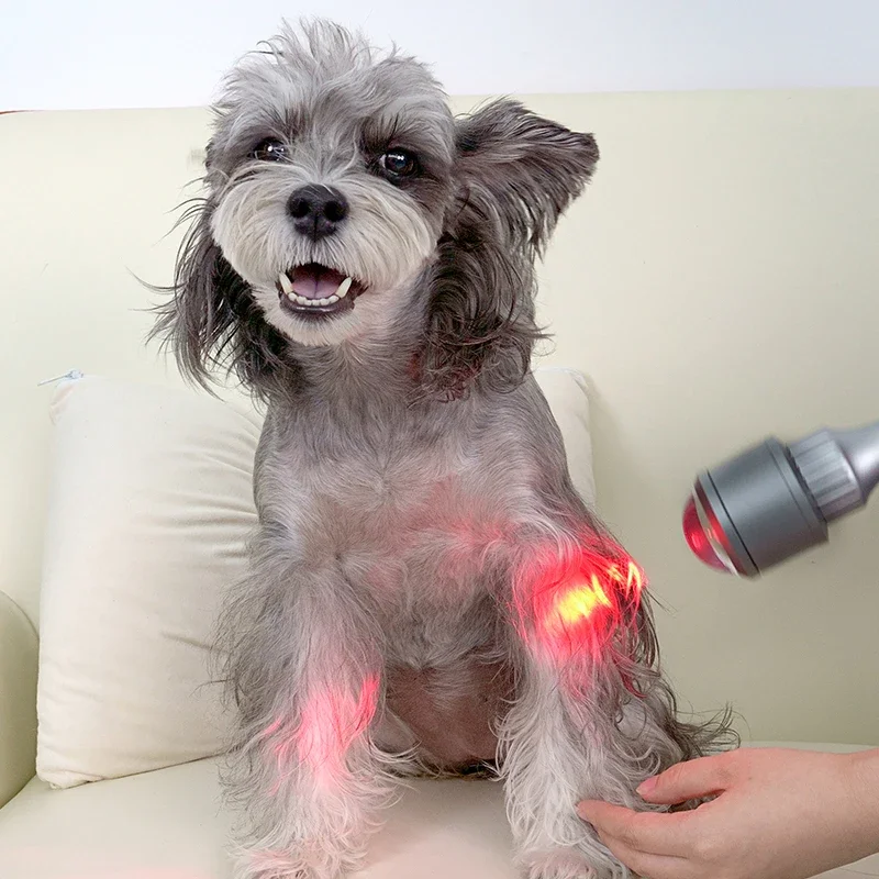 

Factory Pet Wound Healing With Laser Therapy Animal Wellness Laser Physical Rehabilitation Animal Wound Care Laser Treatment