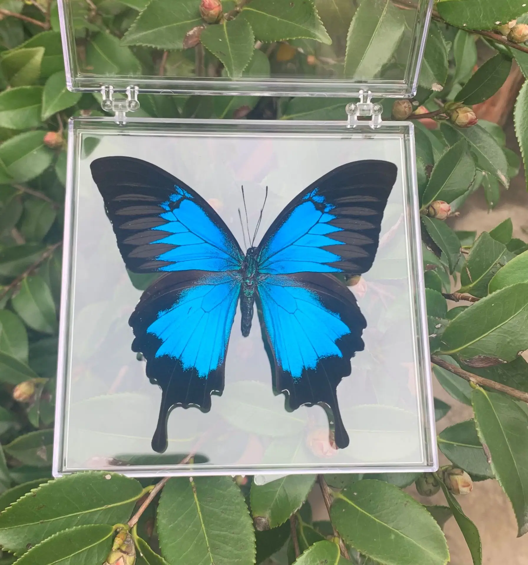 Natural Real Butterfly Specimens Rare And Exquisite Specimens For Home Decoration Display Collection In Teaching Special Gifts image 3