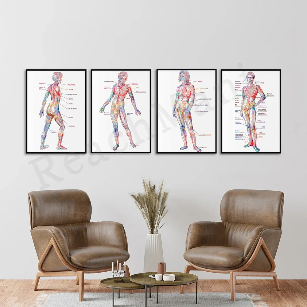 Female anatomy poster, female physiology art skeletal system muscular system circulatory system lymphatic system nervous system