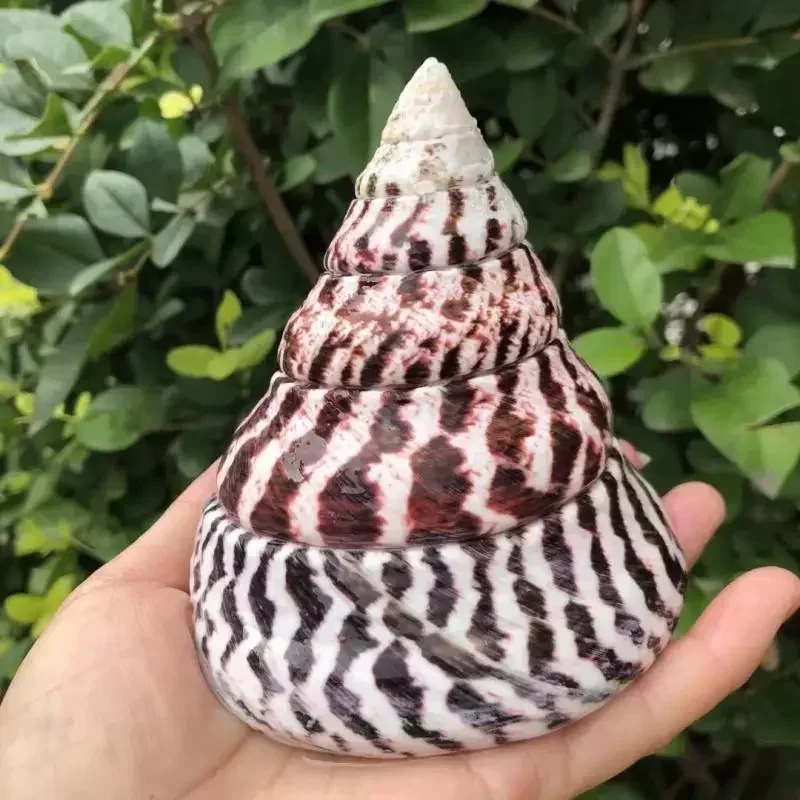 Hermit crab with shell specimen snail snail natural fish tank aquascape conch shell