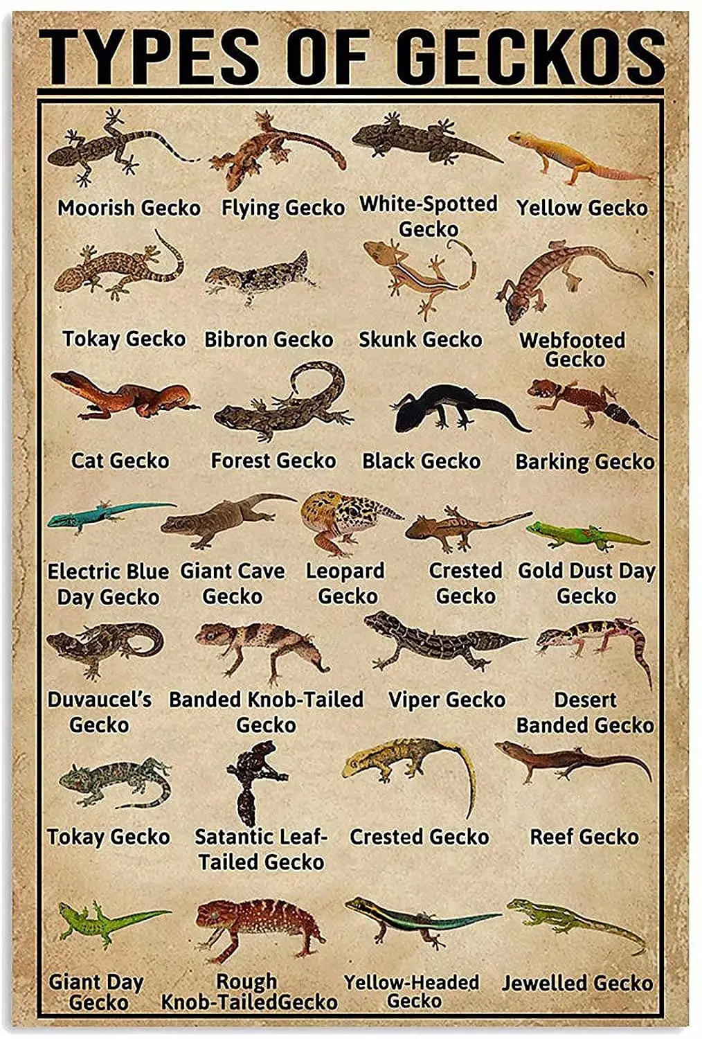 

LindaFeeney Gecko Knowledge Art Wall Decor Retro Metal Tin Signs Types Of Geckos Printed Posters School Bar Cafe Living Room Gar