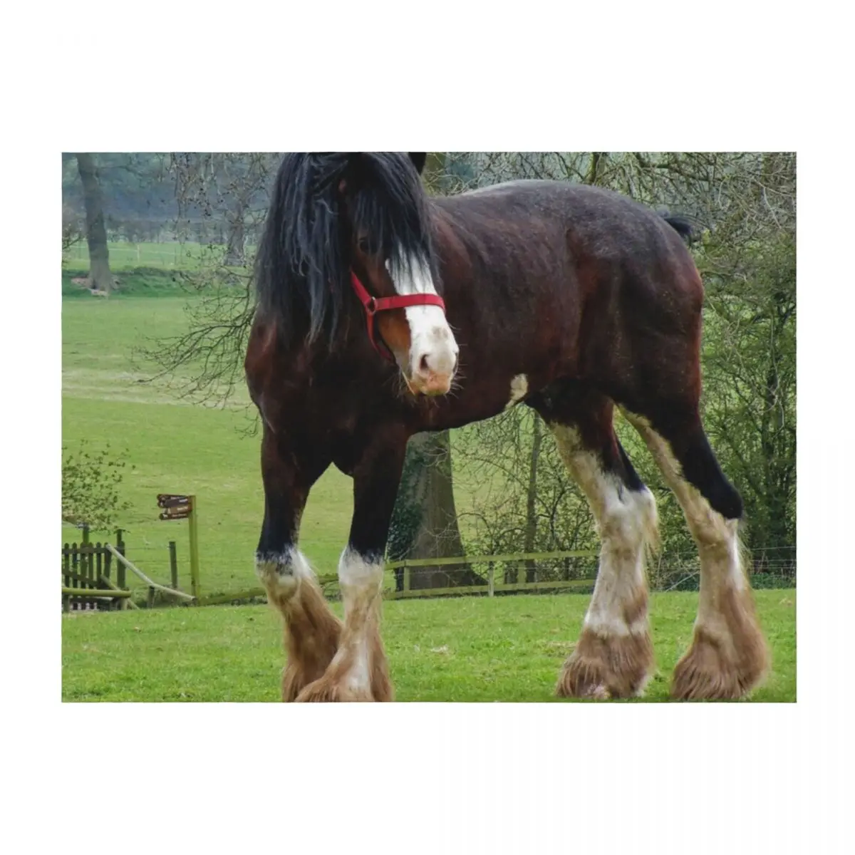 

Shire Horse Throw Blanket For Decorative Sofa Softest Decoratives funny gift Blankets